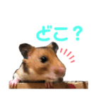 ゴールデンハムスタんぷ（個別スタンプ：8）