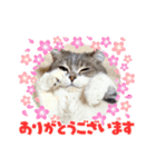 スコのぴょん太郎さん（個別スタンプ：4）