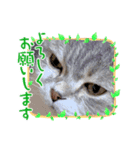 スコのぴょん太郎さん（個別スタンプ：6）