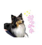 メープル＆ビリー 2（個別スタンプ：14）