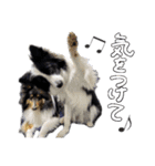 メープル＆ビリー 2（個別スタンプ：16）