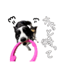 メープル＆ビリー 2（個別スタンプ：20）