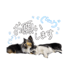 メープル＆ビリー 2（個別スタンプ：34）