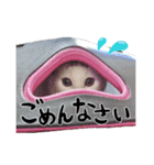 人間みたいなネコ1（個別スタンプ：3）