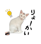 人間みたいなネコ1（個別スタンプ：6）