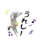 人間みたいなネコ1（個別スタンプ：7）