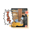 どうぶつたちのつぶやきってこんな感じ？（個別スタンプ：1）