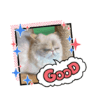 どうぶつたちのつぶやきってこんな感じ？（個別スタンプ：3）