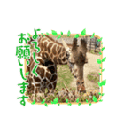 どうぶつたちのつぶやきってこんな感じ？（個別スタンプ：4）