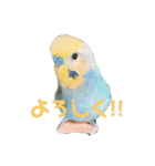 恋人、友達、家族に送ってやれ！！（個別スタンプ：1）