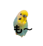 恋人、友達、家族に送ってやれ！！（個別スタンプ：29）