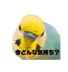 恋人、友達、家族に送ってやれ！！（個別スタンプ：31）