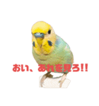 恋人、友達、家族に送ってやれ！！（個別スタンプ：35）