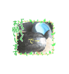かめとうぱこ（個別スタンプ：3）