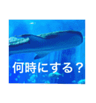 OKINAWAの景色と花②（個別スタンプ：2）