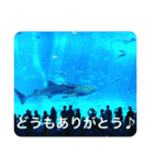OKINAWAの景色と花②（個別スタンプ：8）
