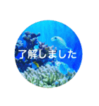 OKINAWAの景色と花②（個別スタンプ：10）