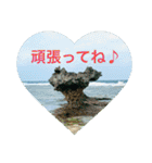 OKINAWAの景色と花②（個別スタンプ：12）