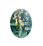 OKINAWAの景色と花②（個別スタンプ：21）