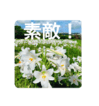 OKINAWAの景色と花②（個別スタンプ：24）