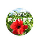 OKINAWAの景色と花②（個別スタンプ：27）