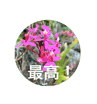 OKINAWAの景色と花②（個別スタンプ：28）