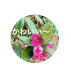 OKINAWAの景色と花②（個別スタンプ：29）