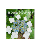 OKINAWAの景色と花②（個別スタンプ：33）