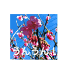 OKINAWAの景色と花②（個別スタンプ：34）