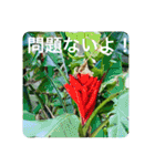OKINAWAの景色と花②（個別スタンプ：36）