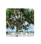 OKINAWAの景色と花②（個別スタンプ：40）