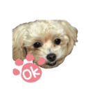 私の愛ゆえ（個別スタンプ：1）