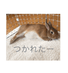 むぎちゃん！！！！（個別スタンプ：7）