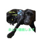 黒ラブパピー アビーっ子 black labpuppy（個別スタンプ：1）