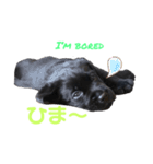 黒ラブパピー アビーっ子 black labpuppy（個別スタンプ：2）