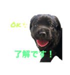 黒ラブパピー アビーっ子 black labpuppy（個別スタンプ：3）