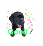 黒ラブパピー アビーっ子 black labpuppy（個別スタンプ：5）