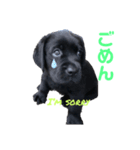 黒ラブパピー アビーっ子 black labpuppy（個別スタンプ：6）