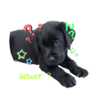 黒ラブパピー アビーっ子 black labpuppy（個別スタンプ：7）
