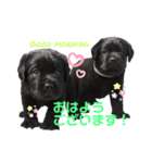 黒ラブパピー アビーっ子 black labpuppy（個別スタンプ：9）