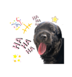 黒ラブパピー アビーっ子 black labpuppy（個別スタンプ：10）