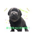 黒ラブパピー アビーっ子 black labpuppy（個別スタンプ：11）