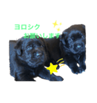 黒ラブパピー アビーっ子 black labpuppy（個別スタンプ：12）