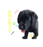 黒ラブパピー アビーっ子 black labpuppy（個別スタンプ：13）