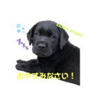 黒ラブパピー アビーっ子 black labpuppy（個別スタンプ：14）