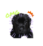 黒ラブパピー アビーっ子 black labpuppy（個別スタンプ：15）