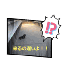 クロマメの日常その2（個別スタンプ：3）