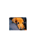 クッキー犬の日常あいさつ（個別スタンプ：1）