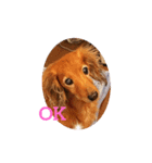 クッキー犬の日常あいさつ（個別スタンプ：2）