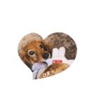 クッキー犬の日常あいさつ（個別スタンプ：3）